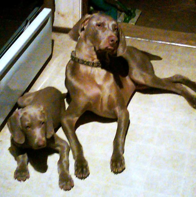 Ryder and Logan